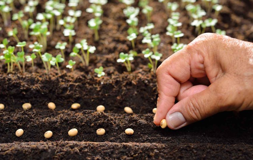 Plant Phenotyping